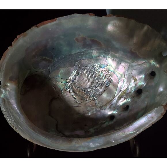 Vintage Large Red Abalone Shell Exquisite Specimen 7.5" Long X 6" Wide X 2" High - Picture 5 of 10